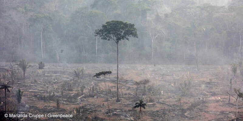 Foto da floresta após queimadas